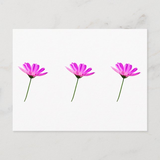 Cartão Postal Margarida Rosa   (Frente)