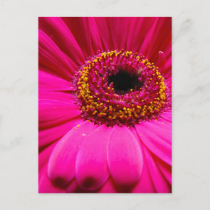 Cartão Postal margarida rosa-quente