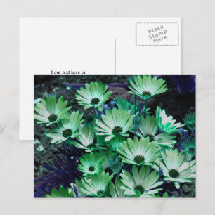 Cartão Postal Margaridas Africanas Verdes Flor Personalizada