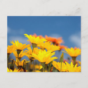 Cartão Postal Margaridas Laranja e Amarelo de Namaqualand