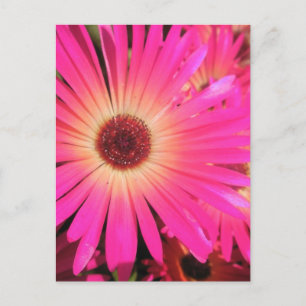 Cartão Postal Margaridas Rosa Brilhante