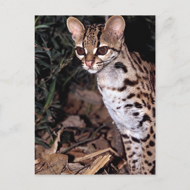 Cartão Postal Margay (Felis wiedi) (Frente)