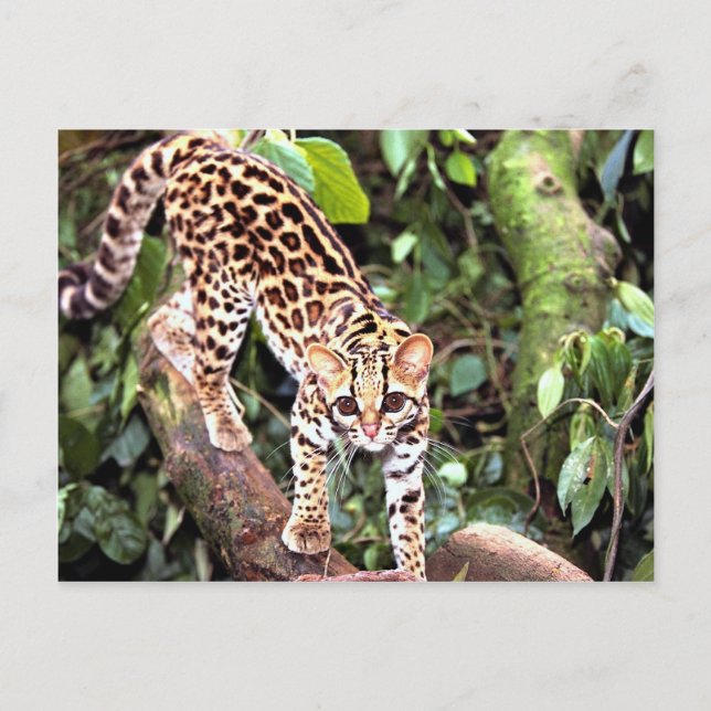 Cartão Postal Margay (Felis wiedi) na árvore (Frente)