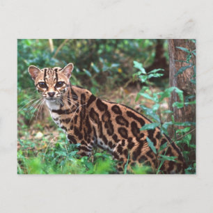 Cartão Postal Margay, Leopardus wiedi, original para o México