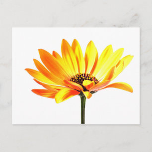 Cartão Postal Margurit Flower Espanhol