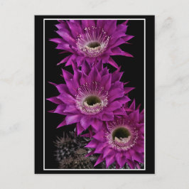 Cartão Postal Maria Piazza à terceira