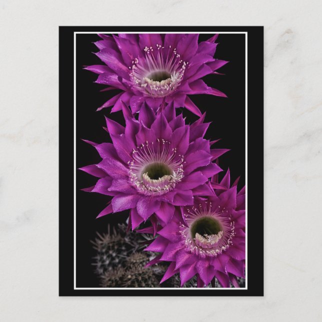 Cartão Postal Maria Piazza à terceira (Frente)