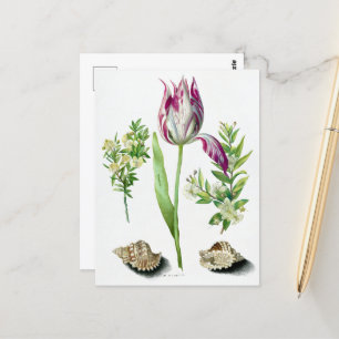 Cartão Postal Maria Sibylla Merian Tulip, Duas Ramificações de