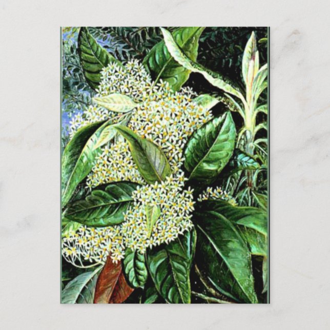 Cartão Postal Marianne North - Olearia argophylla (Frente)