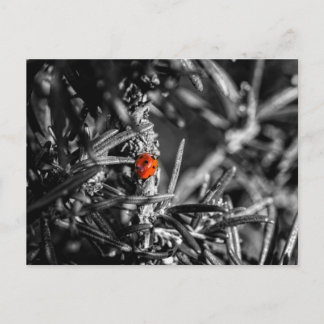 Cartão Postal Marienkäfer