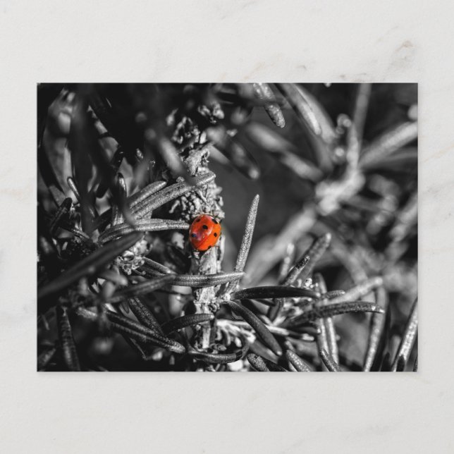 Cartão Postal Marienkäfer (Frente)