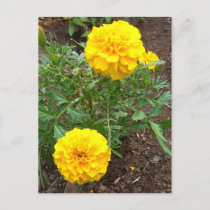 Cartão Postal Marigolds