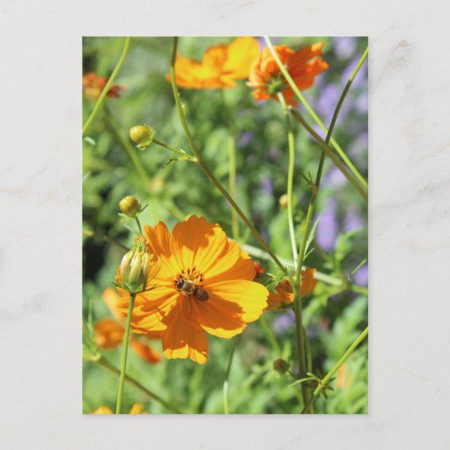 Cartão Postal Marigolds # 6 (Frente)