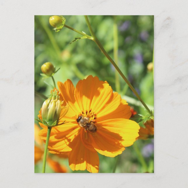 Cartão Postal Marigolds w. Abelha nº 2 (Frente)