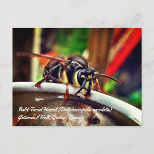 Cartão Postal Marimbondo-de-rosto-branco (Dolichovespula maculat