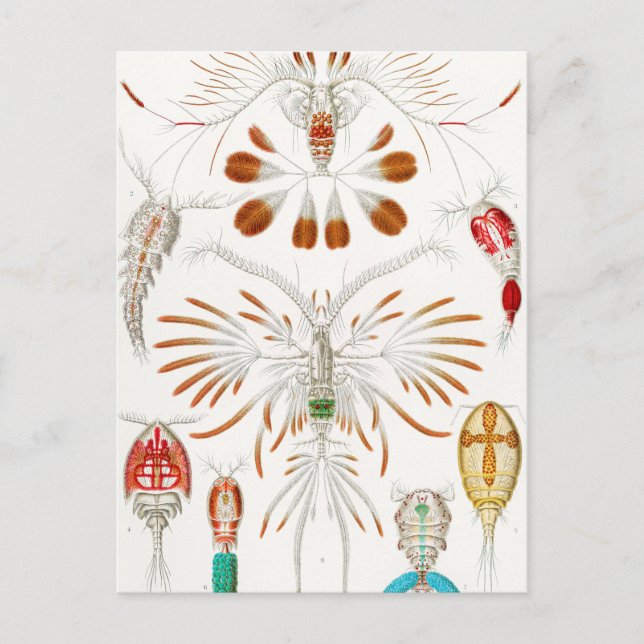 Cartão Postal Marine Life Crustaceans, Copepoda de Ernst Haeckel (Frente)