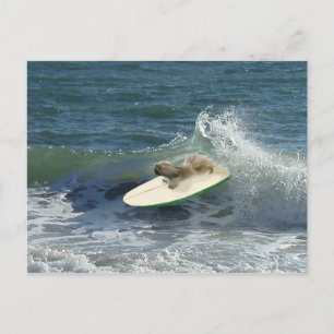 Cartão Postal Marinheiros Pequinês