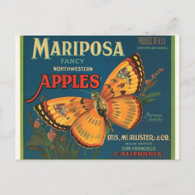 Cartão Postal Mariposa Apple (Frente)