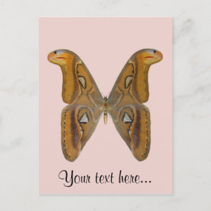 Cartão Postal Mariposa Atlas