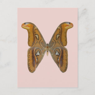 Cartão Postal Mariposa Atlas