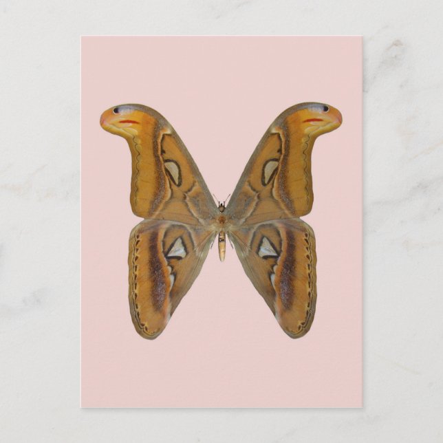 Cartão Postal Mariposa Atlas (Frente)