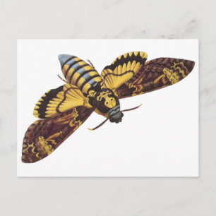 Cartão Postal Mariposa da Morte