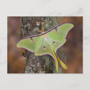 Cartão Postal Mariposa-da-seda Luna