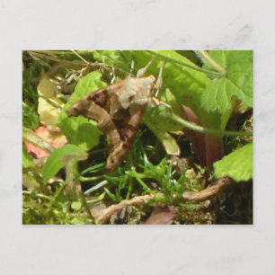 Cartão Postal Mariposa-de-sombra-angular
