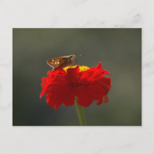 Cartão Postal Mariposa e Zínia Vermelha