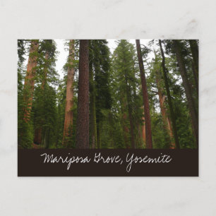 Cartão Postal Mariposa Grove no Parque Nacional de Yosemite