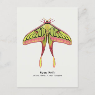 Cartão Postal Mariposa lunar