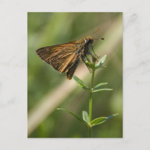 Cartão Postal mariposa marrom