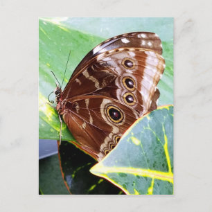 Cartão Postal mariposa olho bonito marrom bege imagem inseto