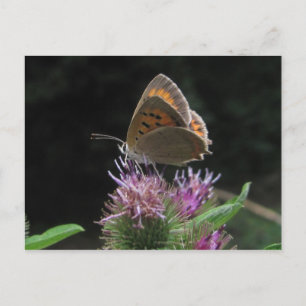 Cartão Postal Mariposa postal