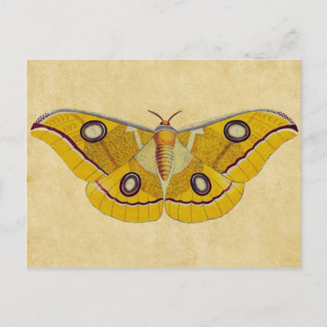 Cartão Postal Mariposa Vintage (Frente)