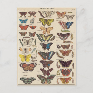 Cartão Postal Mariposas