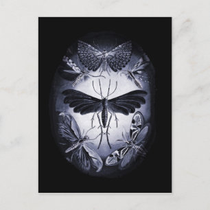 Cartão Postal Mariposas em Crepúsculo