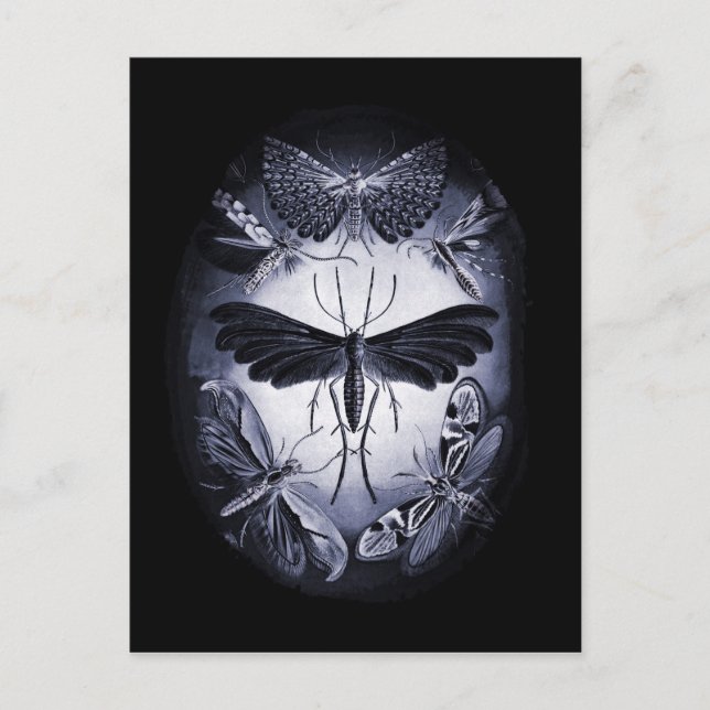 Cartão Postal Mariposas em Crepúsculo (Frente)