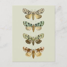 Cartão Postal Mariposas Francesas Antigas