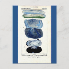 Cartão Postal mariscos azuis vintage botânica francesa Beach art