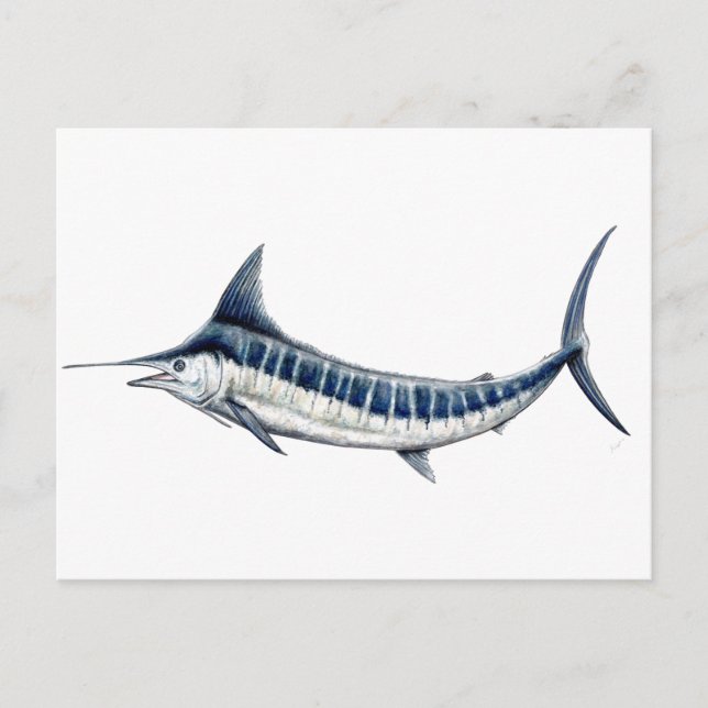Cartão Postal Marlin azul-redbubble (Frente)