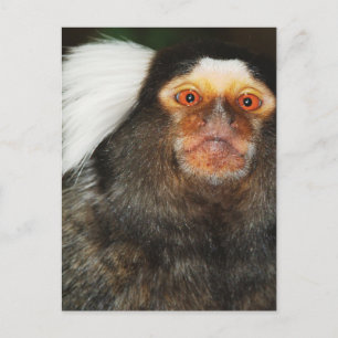 Cartão Postal Marmoset