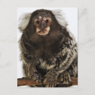 Cartão Postal Marmoset branco com orelha em galho, fechar, estú