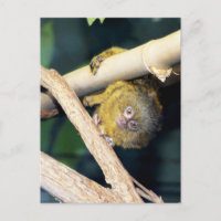 Marmoset Monkey Oi Lá, Cartão-Postal