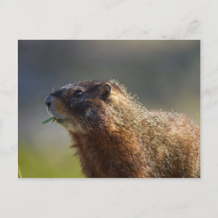 Cartão Postal Marmot