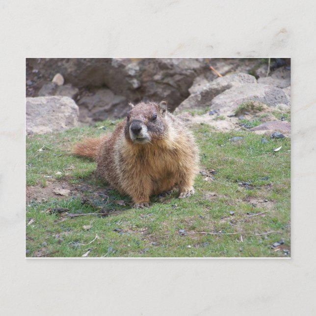 Cartão Postal Marmot (Frente)
