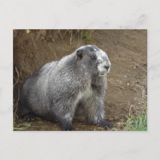 Cartão Postal Marmot