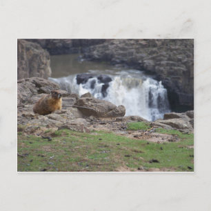 Cartão Postal Marmot ao lado de Palouse Falls