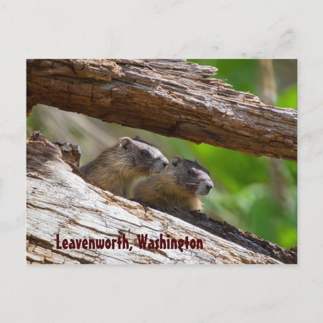 Cartão Postal Marmot Brothers Leavenworth Washington (Frente)
