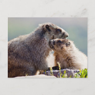 Cartão Postal Marmot Mãe com Bebê